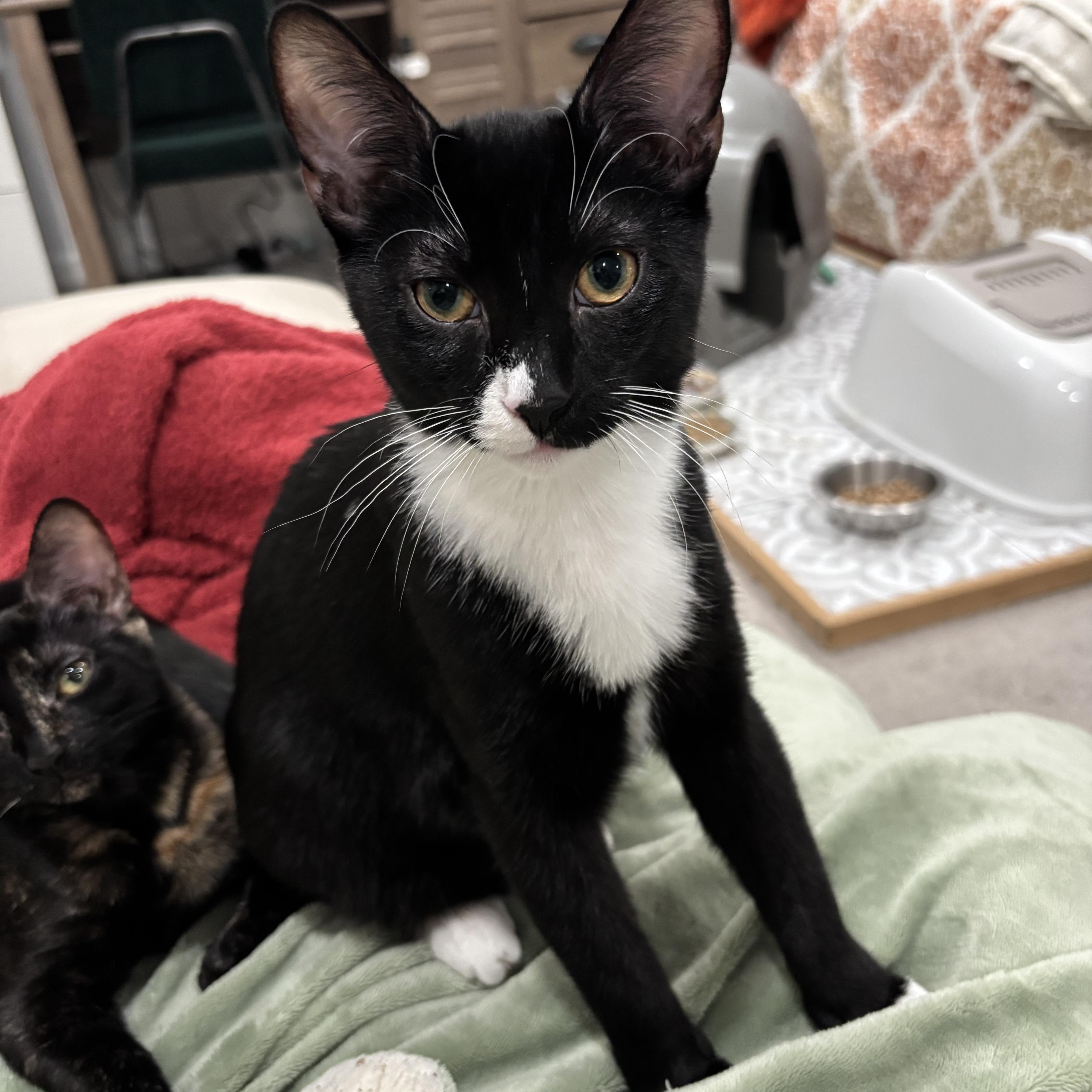 Mini & Mouse, Adoptable, Kitten Male Domestic Short Hair.