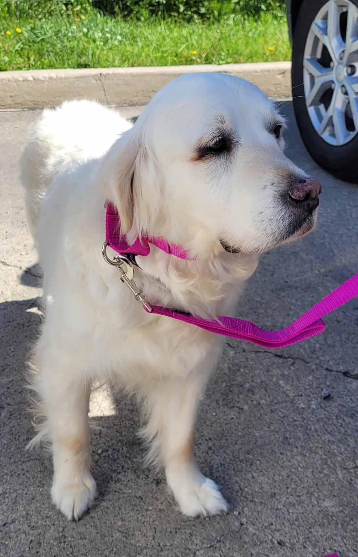 Enlarge Gypsie, a ADOPTABLE Golden Retriever in Waterville, OH image 2/2