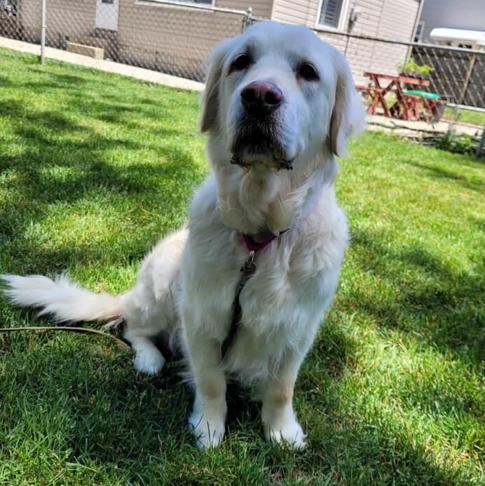 Enlarge Gypsie, a ADOPTABLE Golden Retriever in Waterville, OH image 1/2