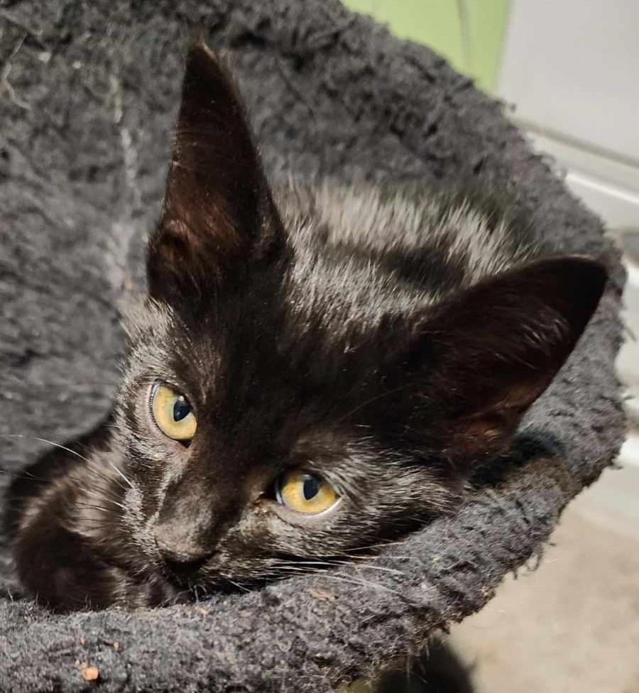 Salsa, a Adopted mixed breed in Warren, MI image 1/5