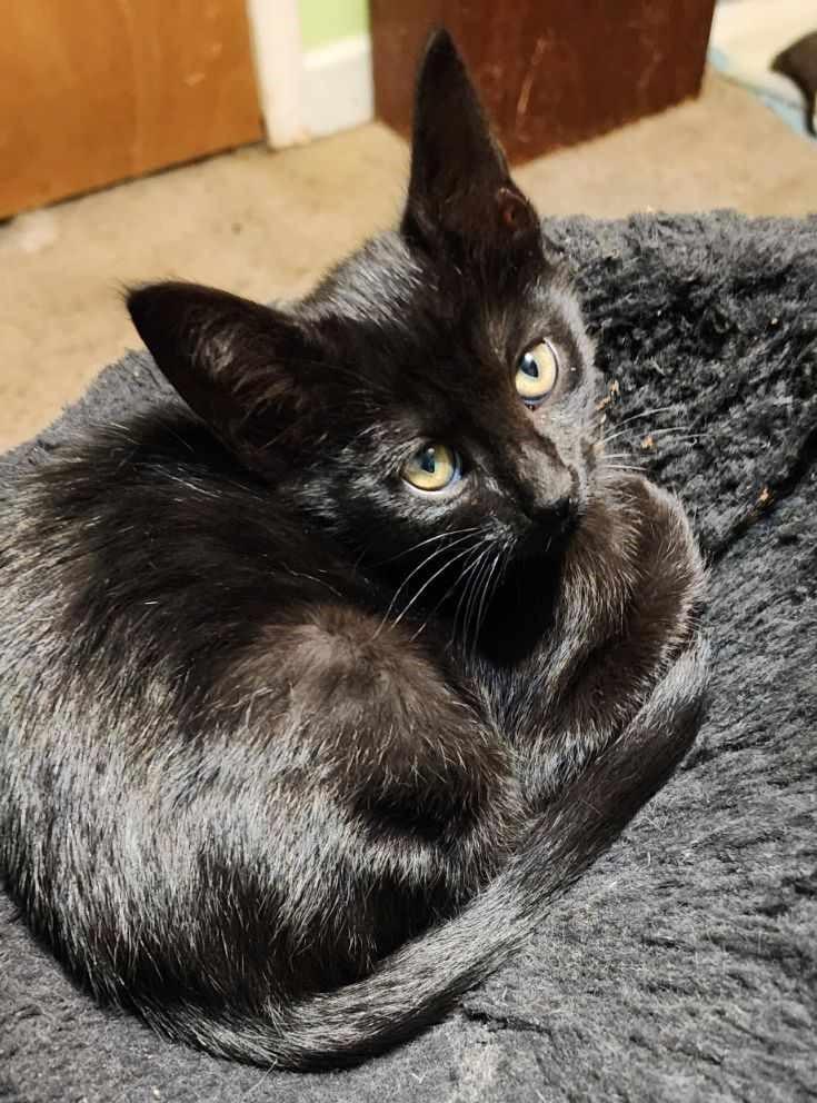 Salsa, a Adopted mixed breed in Warren, MI image 2/5