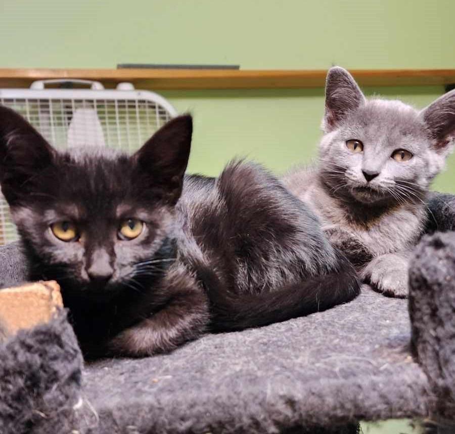 Salsa, Adopted, Young Female Domestic Short Hair.