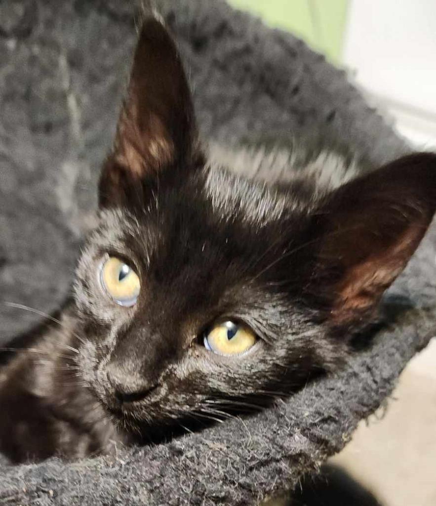 Salsa, a Adopted mixed breed in Warren, MI image 4/5