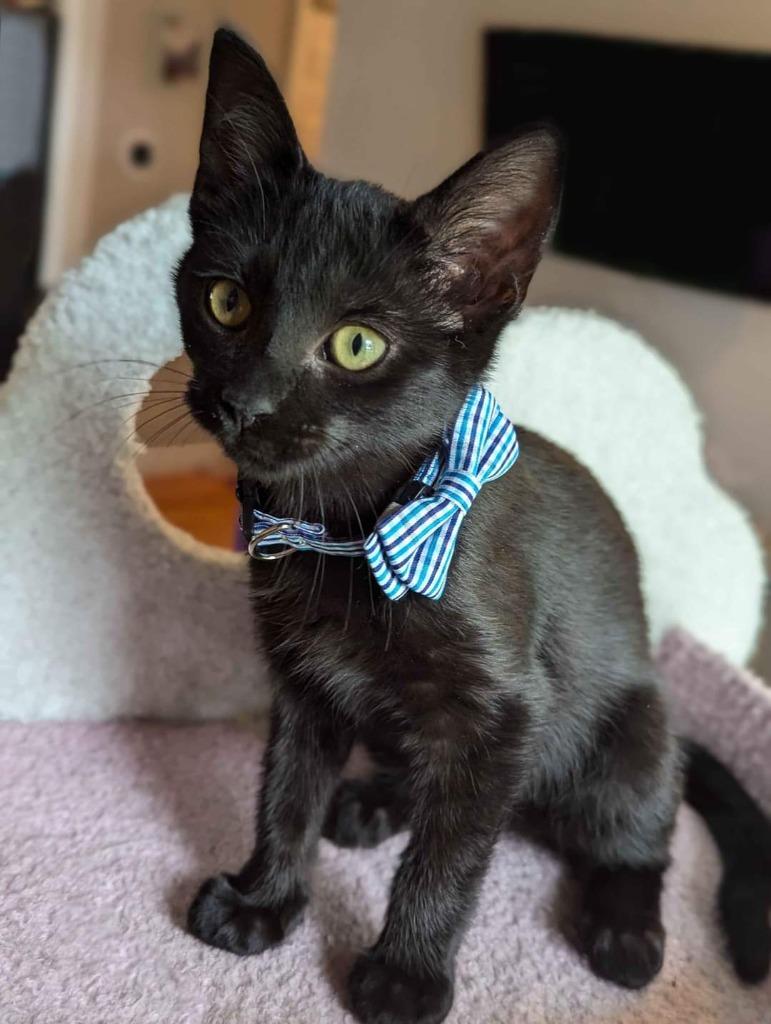 Salsa, a Adopted mixed breed in Warren, MI image 5/5