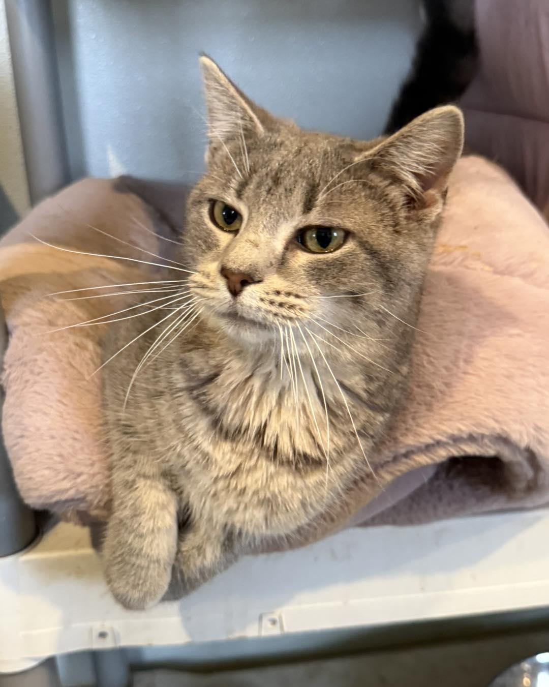 Enlarge Smokey, an adopted Tabby in Richmond Dale, OH image 1/3