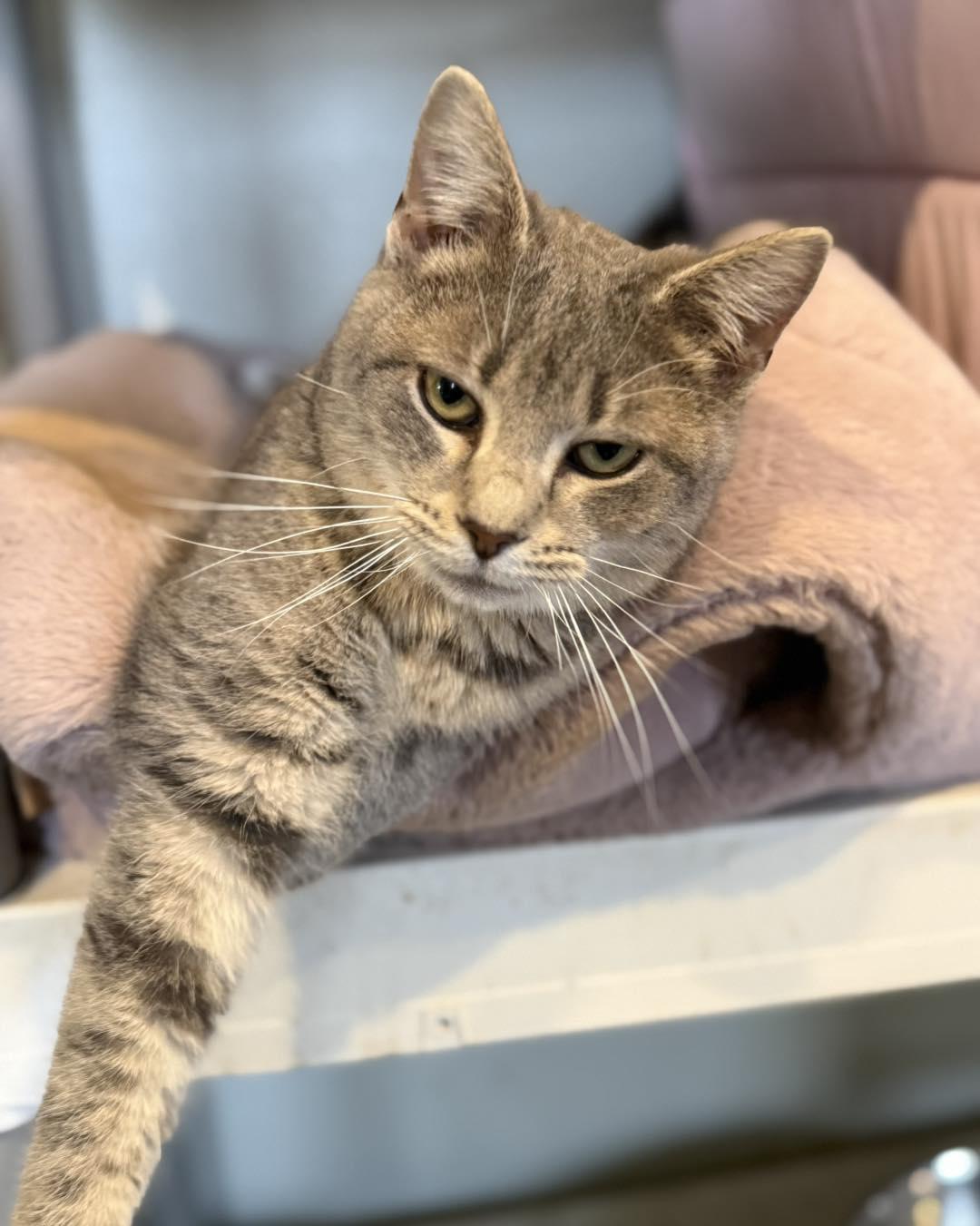 Enlarge Smokey, an adopted Tabby in Richmond Dale, OH image 3/3