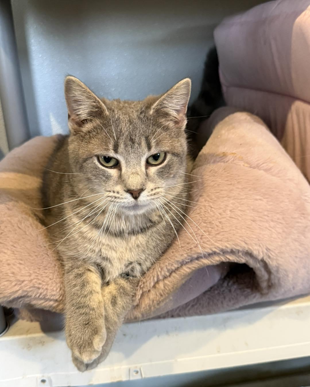 Enlarge Smokey, an adopted Tabby in Richmond Dale, OH image 2/3