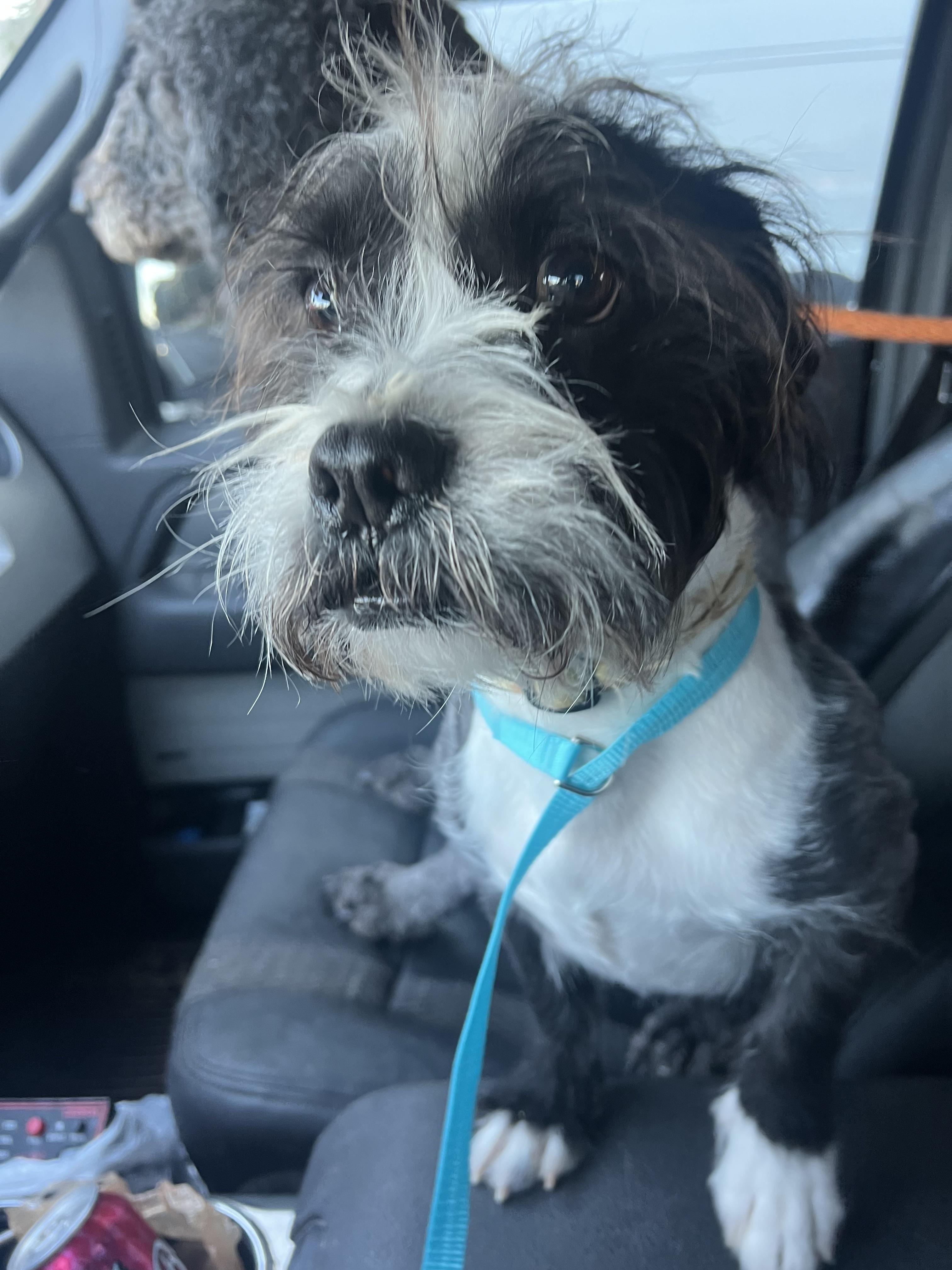 Simon Peter, Adoptable, Adult Male Shih Tzu & Dachshund.