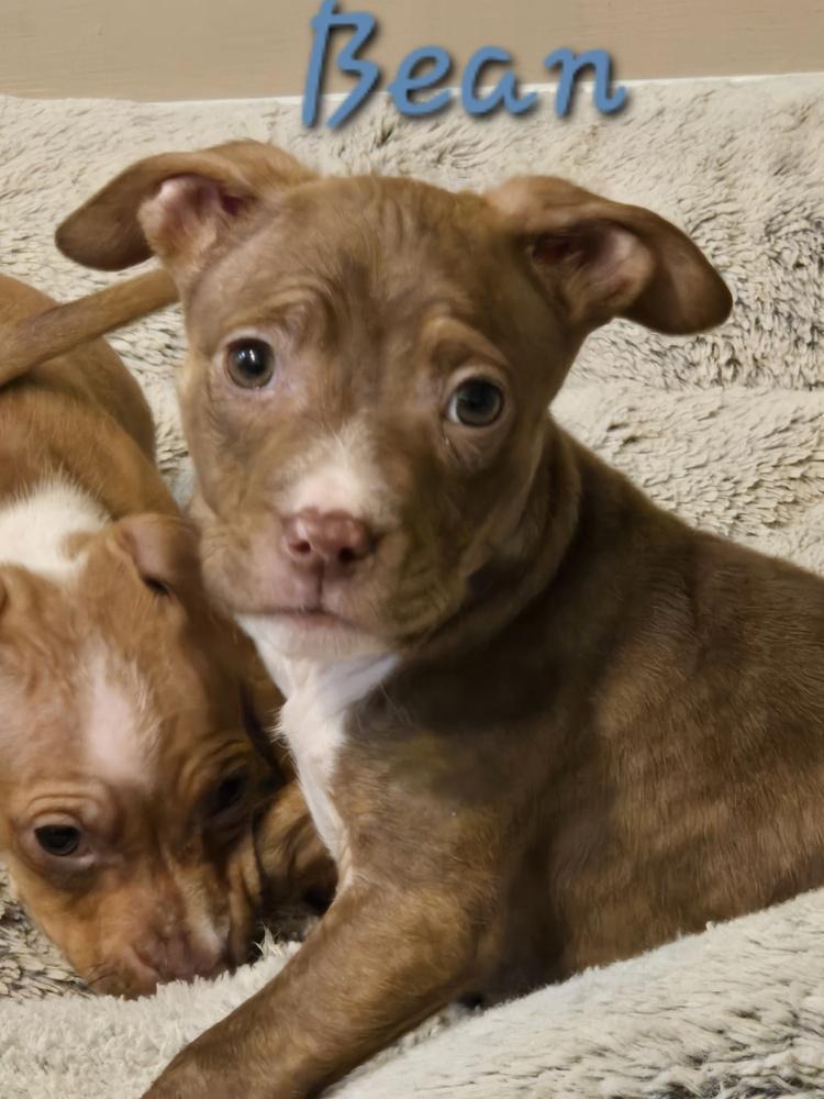 Bean, Adoptable, Puppy Male Terrier & Jack Russell Terrier.