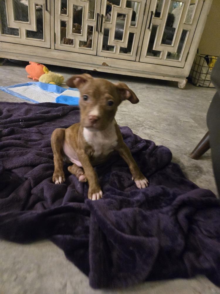 Enlarge Bean, a Adoptable mixed breed in Irwin, PA image 2/6