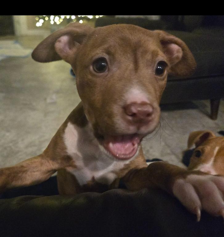 Enlarge Bean, a Adoptable mixed breed in Irwin, PA image 3/6