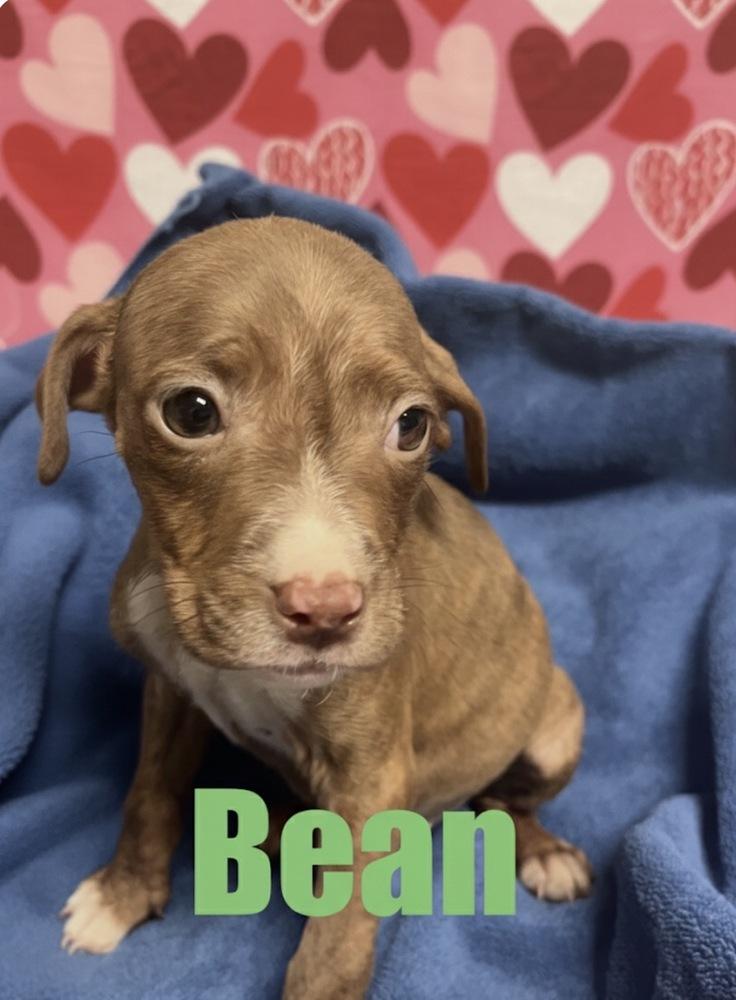Enlarge Bean, a Adoptable mixed breed in Irwin, PA image 6/6
