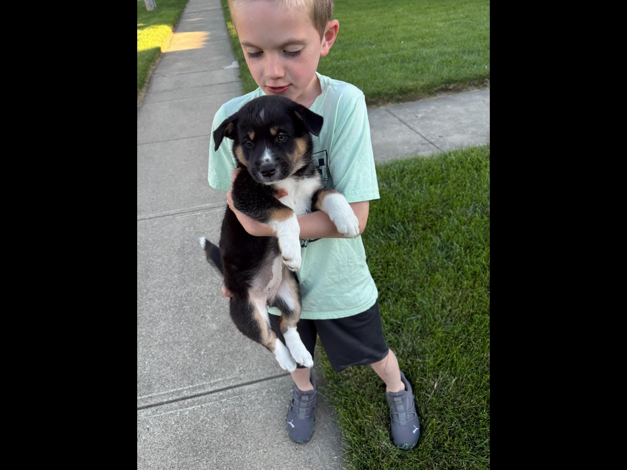 Star, an adopted mixed breed in Sioux City, IA image 4/6