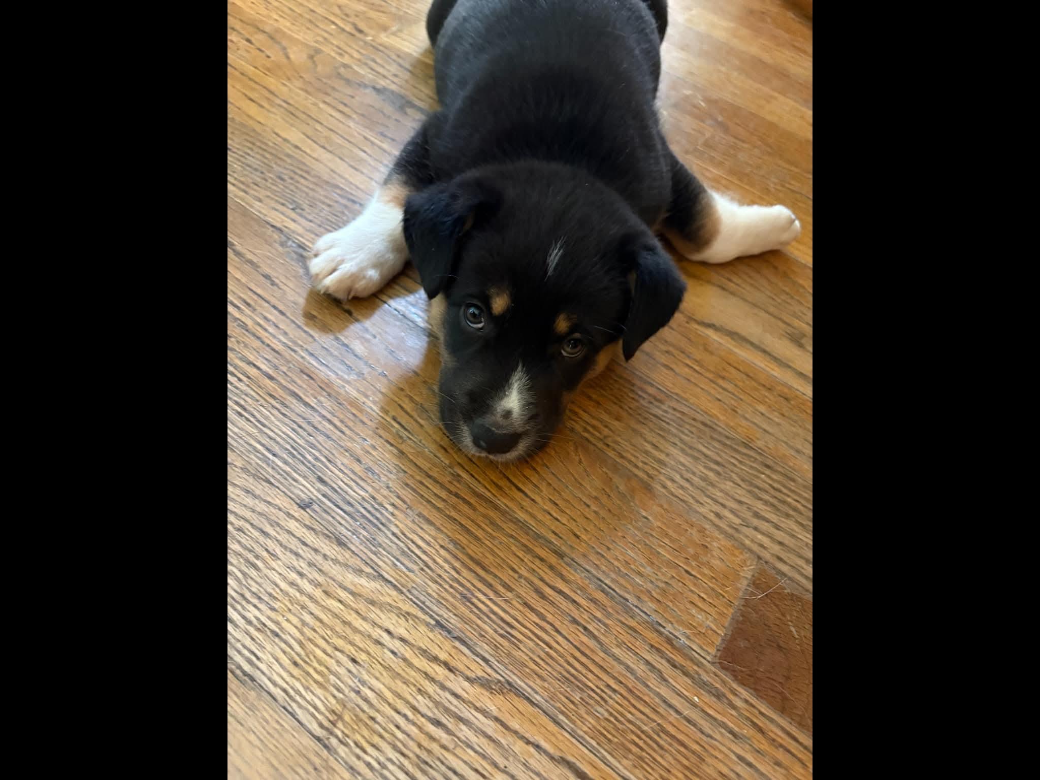 Star, an adopted mixed breed in Sioux City, IA image 5/6