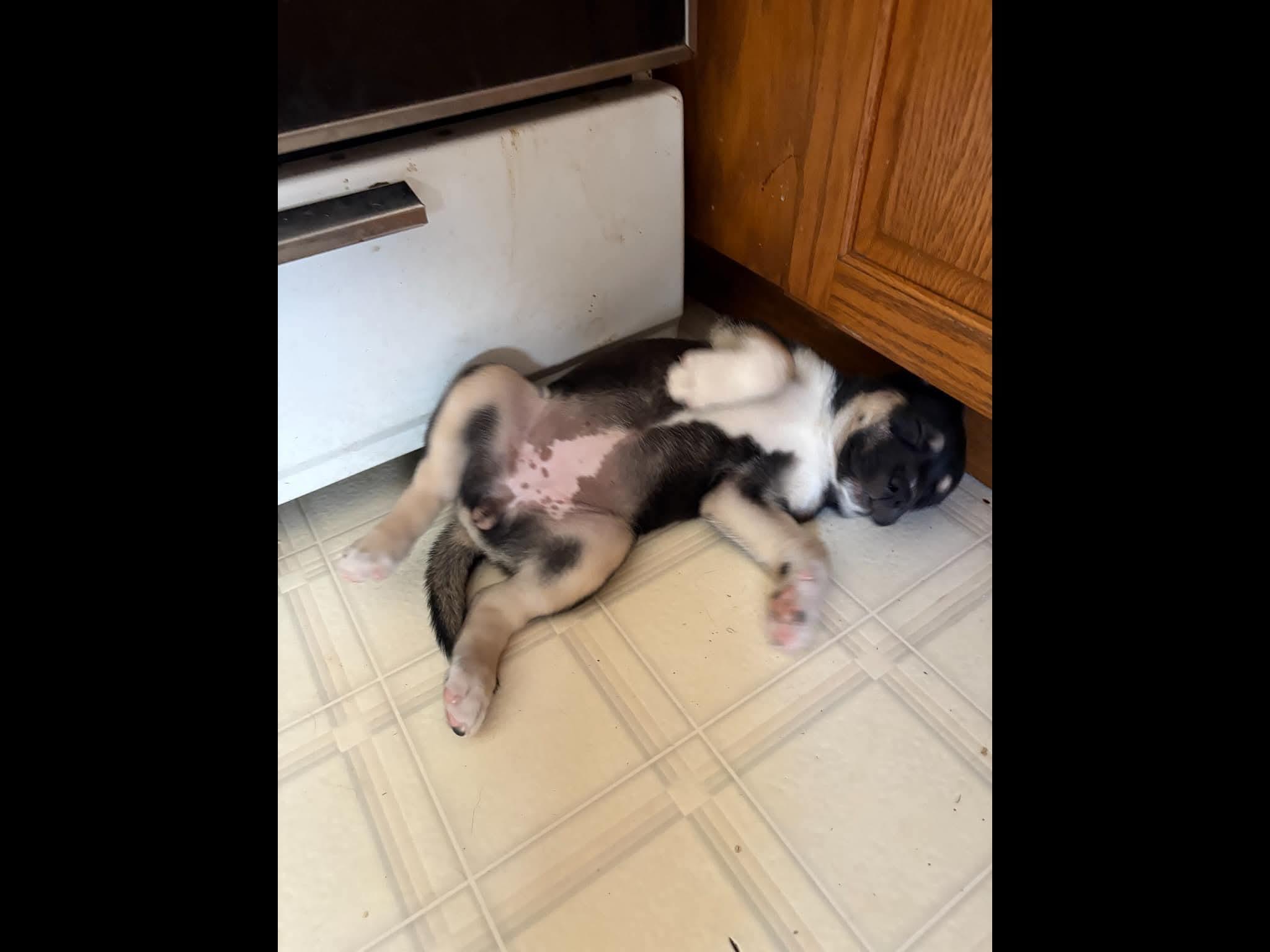 Star, an adopted mixed breed in Sioux City, IA image 2/6