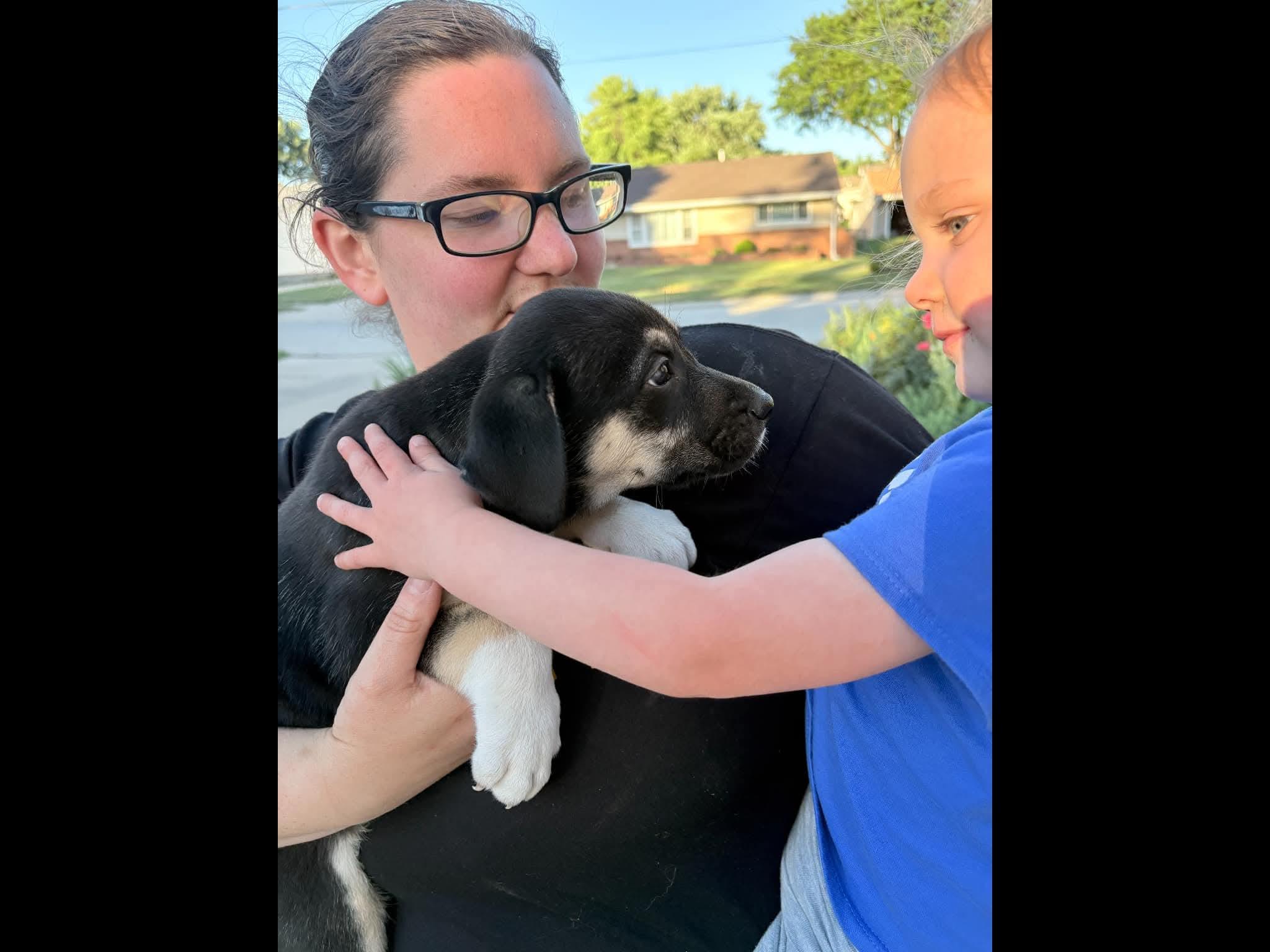 Star, an adopted mixed breed in Sioux City, IA image 6/6