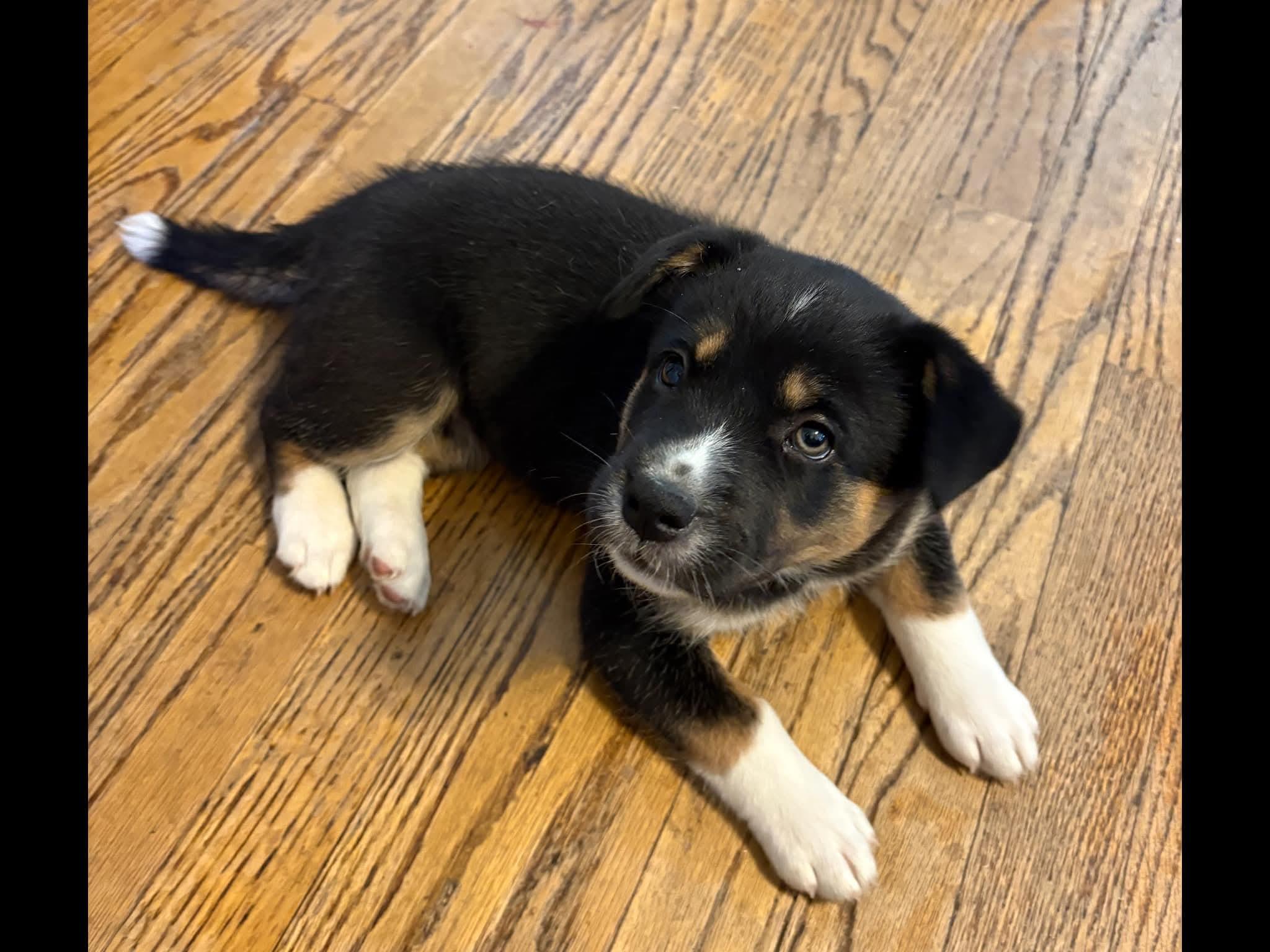Star, an adopted mixed breed in Sioux City, IA image 3/6