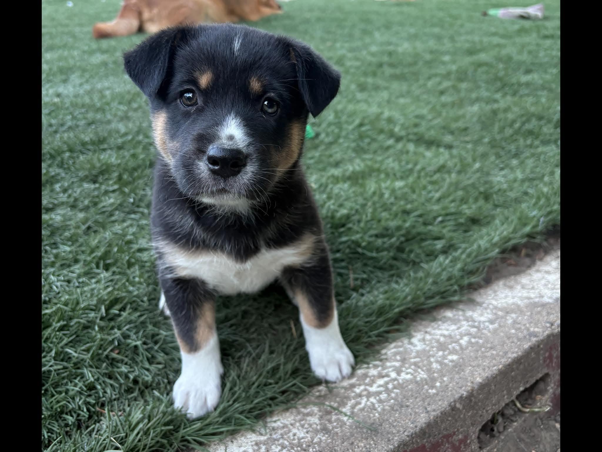 Star, an adopted mixed breed in Sioux City, IA image 1/6