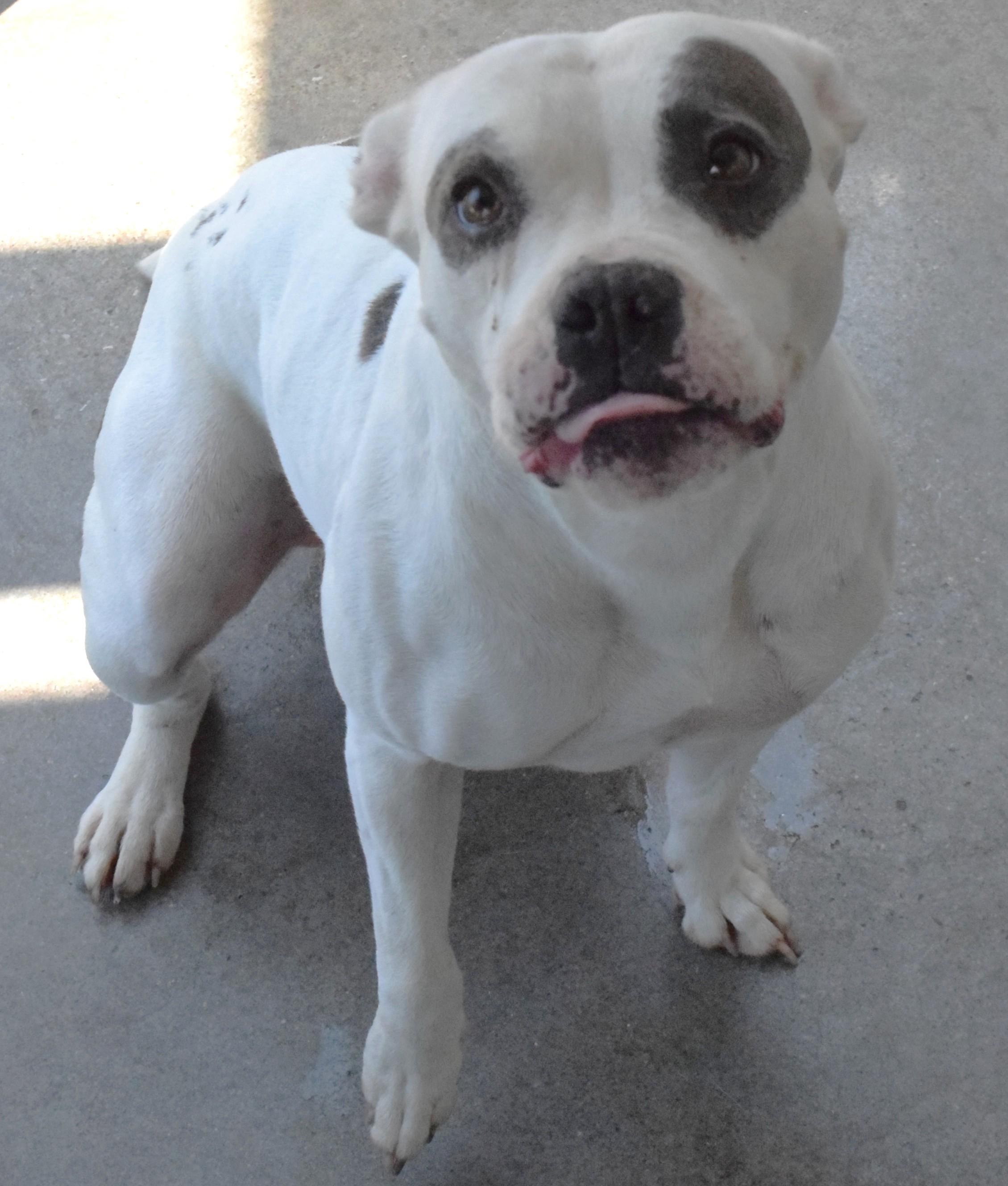 22439, ADOPTABLE, Adult Female Pit Bull Terrier.