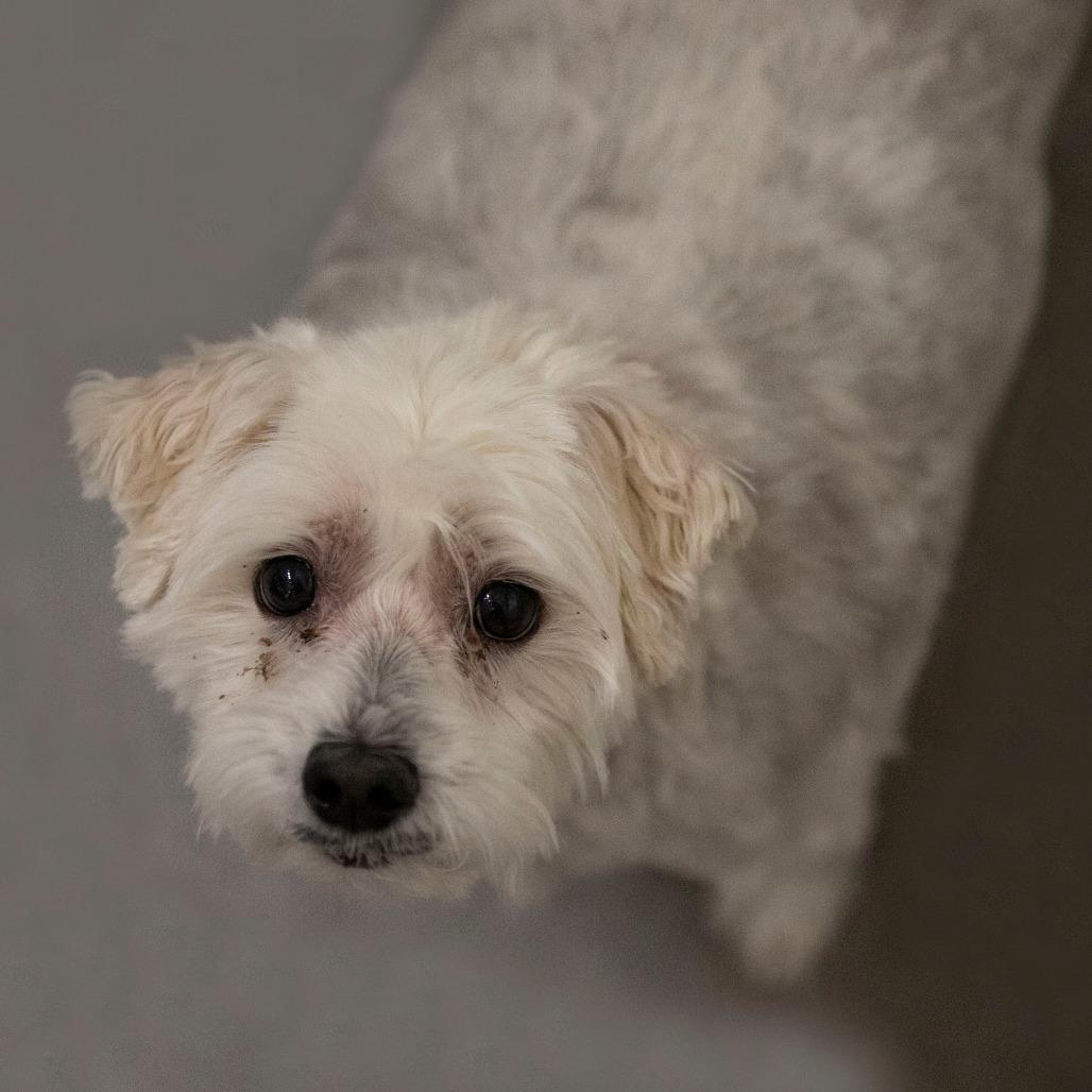 Taco (S25-181), Adoptable, Senior Male Maltese & Poodle.