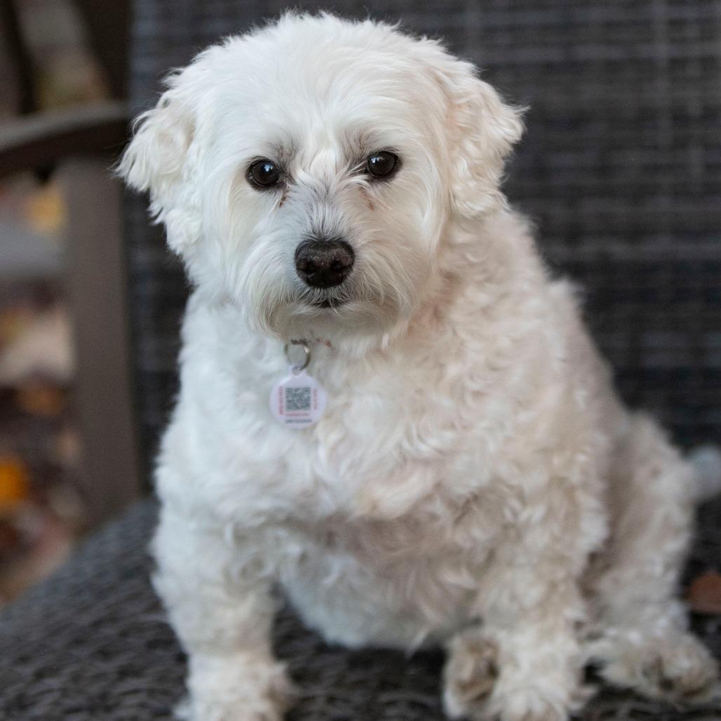 Enlarge Taco (S25-181), a Adoptable mixed breed in Peyton, CO image 2/6