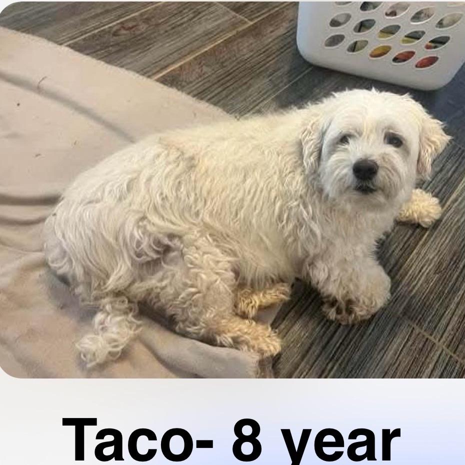 Enlarge Taco (S25-181), a Adoptable mixed breed in Peyton, CO image 4/6