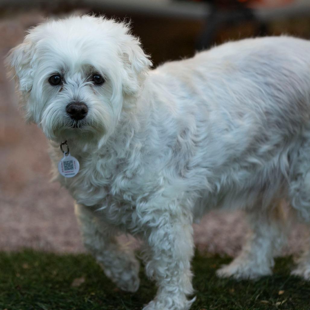 Enlarge Taco (S25-181), a Adoptable mixed breed in Peyton, CO image 6/6