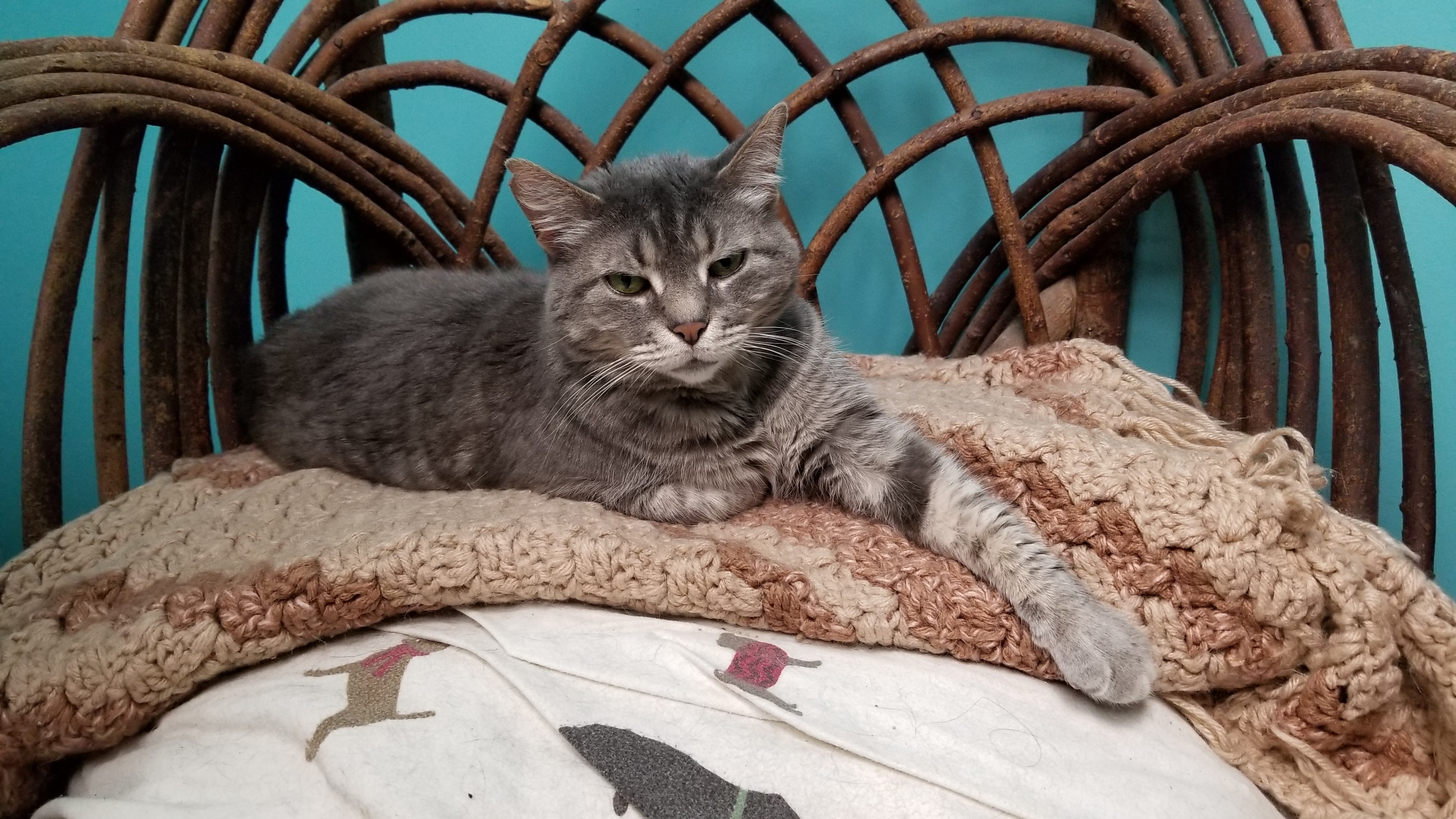 Enlarge Gray, a Adoptable Domestic Short Hair in Chicago, IL image 1/6
