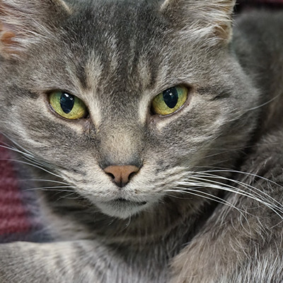 Enlarge Gray, a Adoptable Domestic Short Hair in Chicago, IL image 2/6