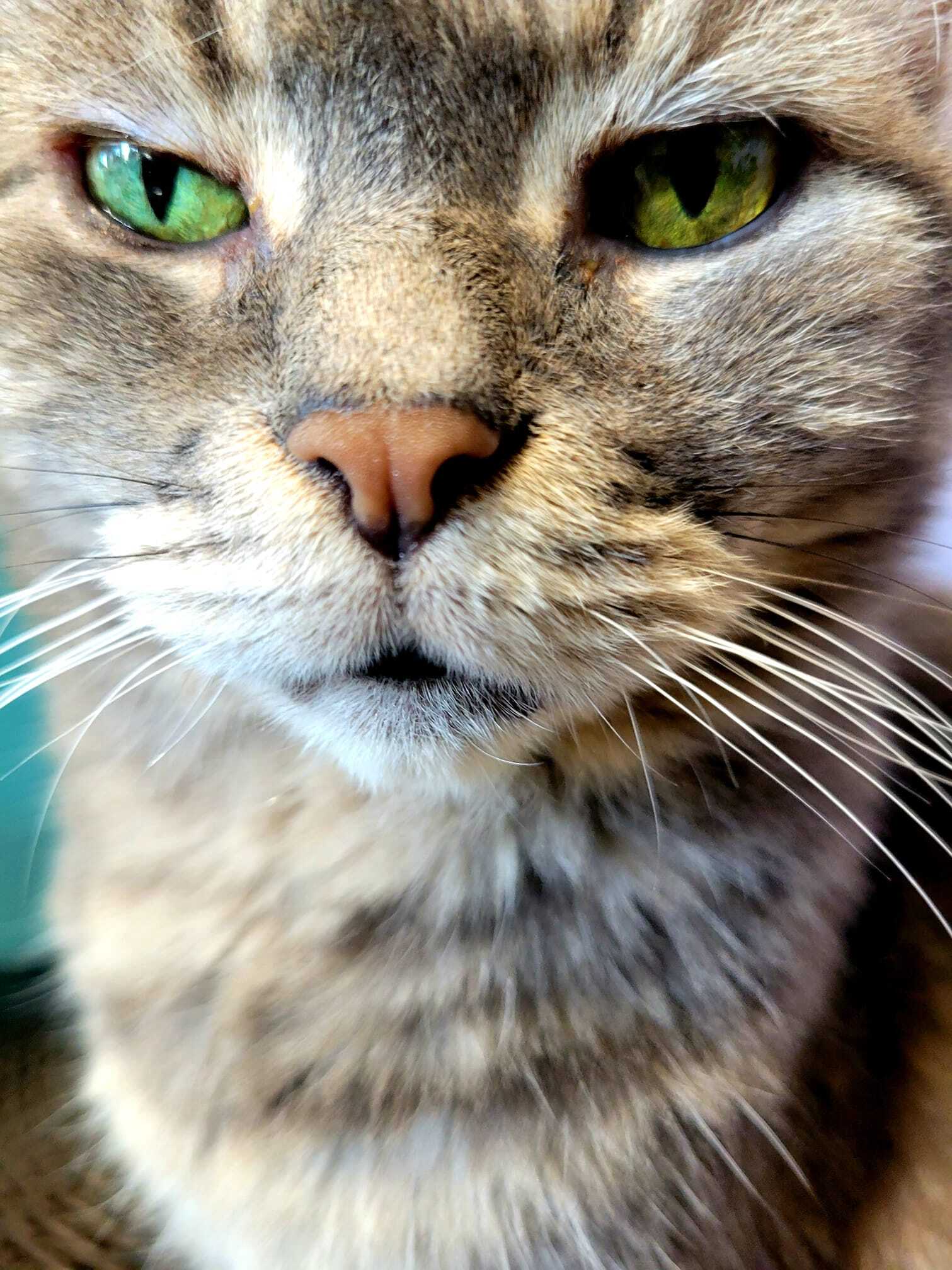 Enlarge Gray, a Adoptable Domestic Short Hair in Chicago, IL image 3/6