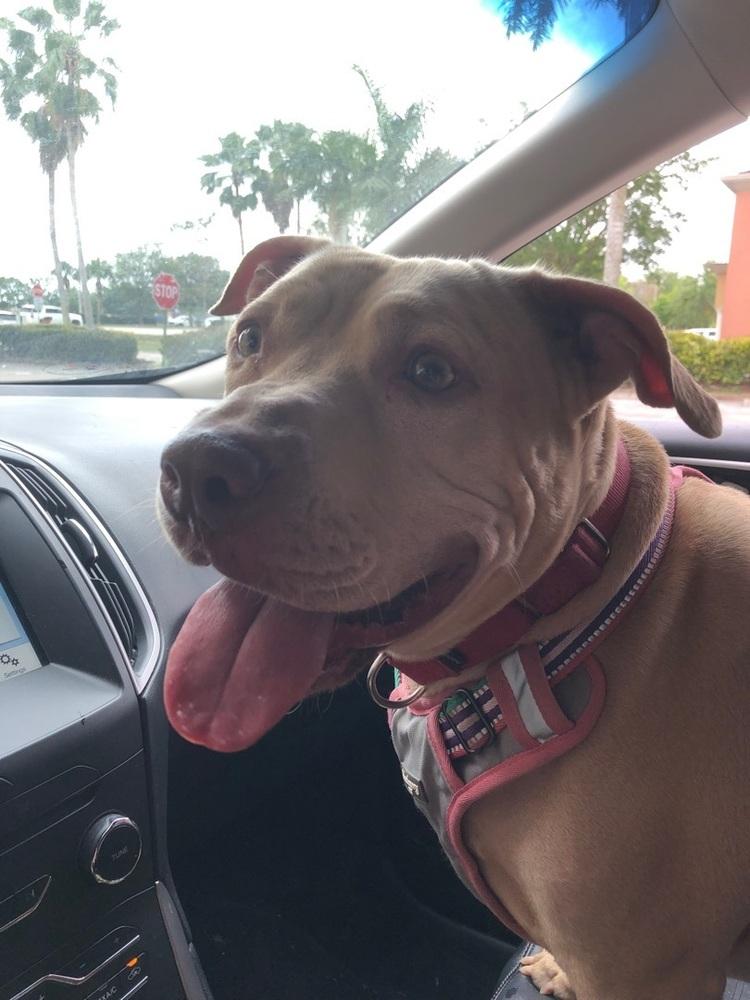 Enlarge Lambo, a Adoptable American Staffordshire Terrier in West Palm Beach, FL image 2/4