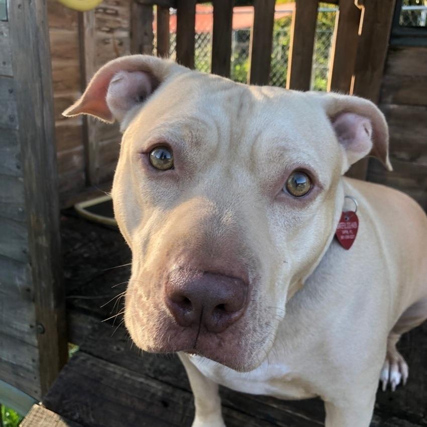 Enlarge Lambo, a Adoptable American Staffordshire Terrier in West Palm Beach, FL image 3/4