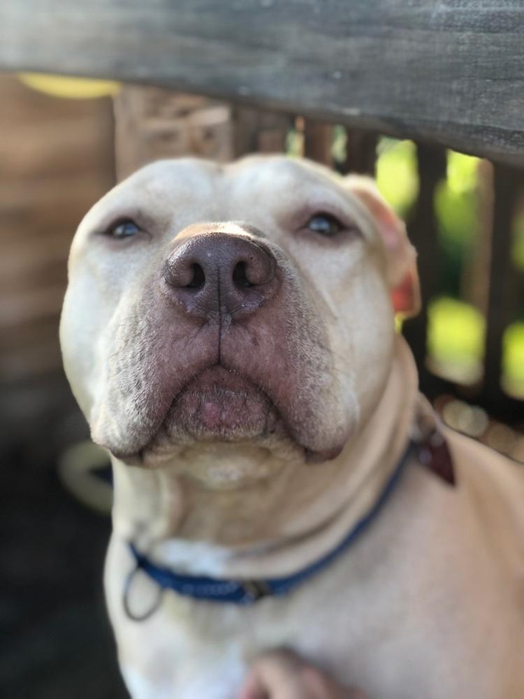 Enlarge Lambo, a Adoptable American Staffordshire Terrier in West Palm Beach, FL image 4/4