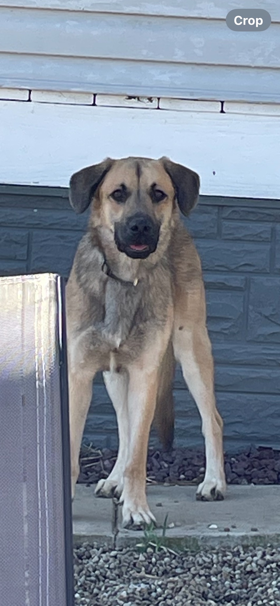 Merlin