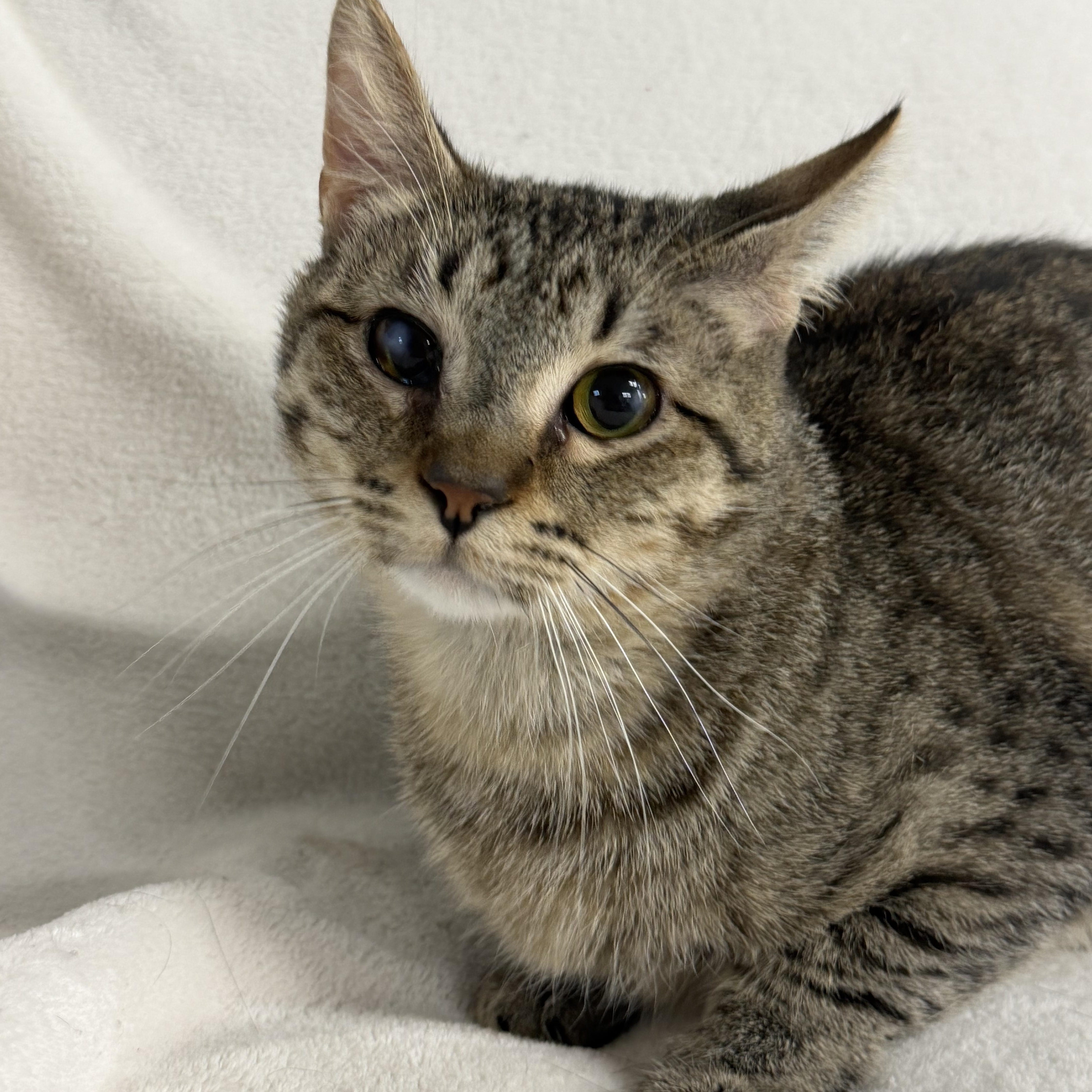 Enlarge Axel, a Adoptable Domestic Short Hair in Auburn, NE image 3/6