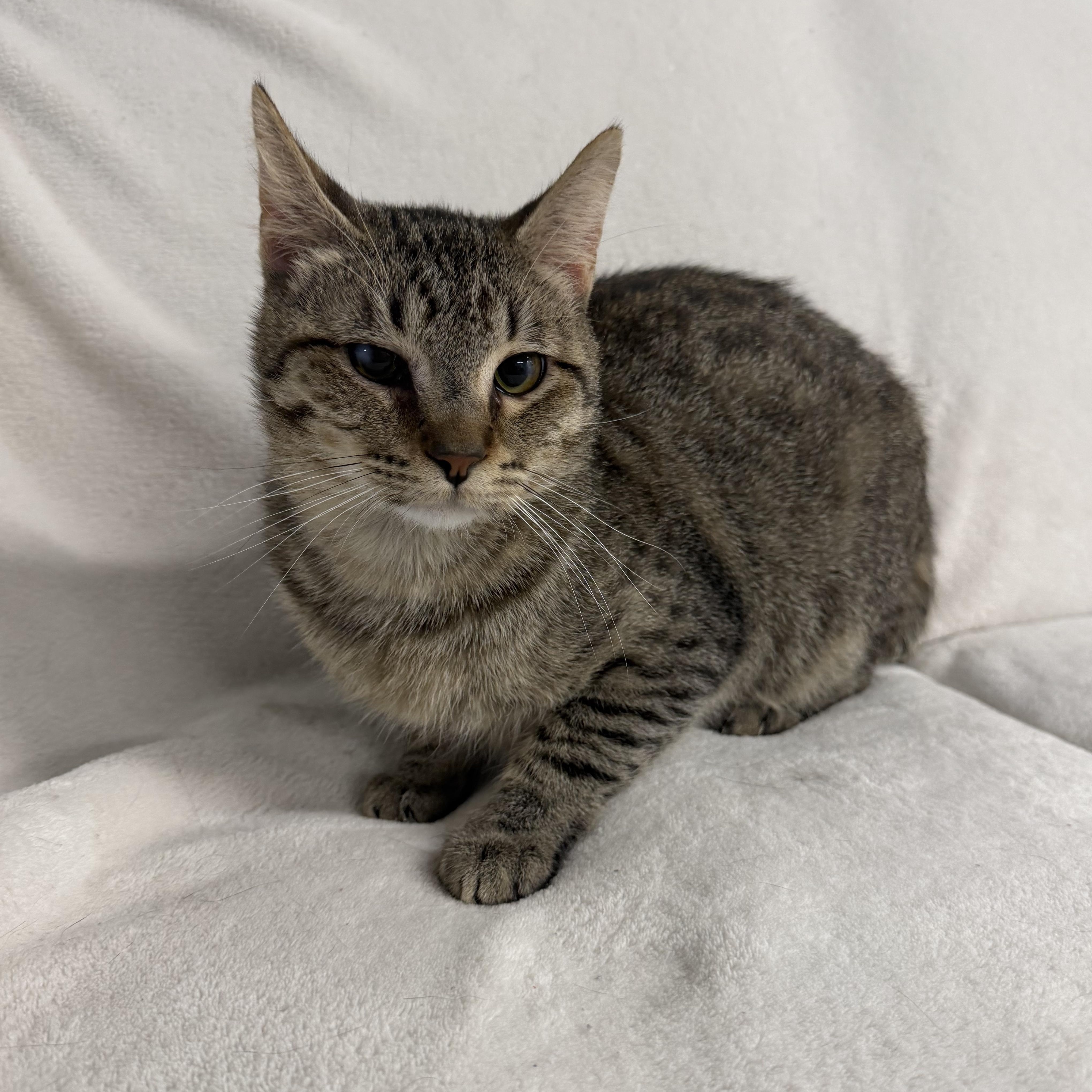 Enlarge Axel, a Adoptable Domestic Short Hair in Auburn, NE image 2/6