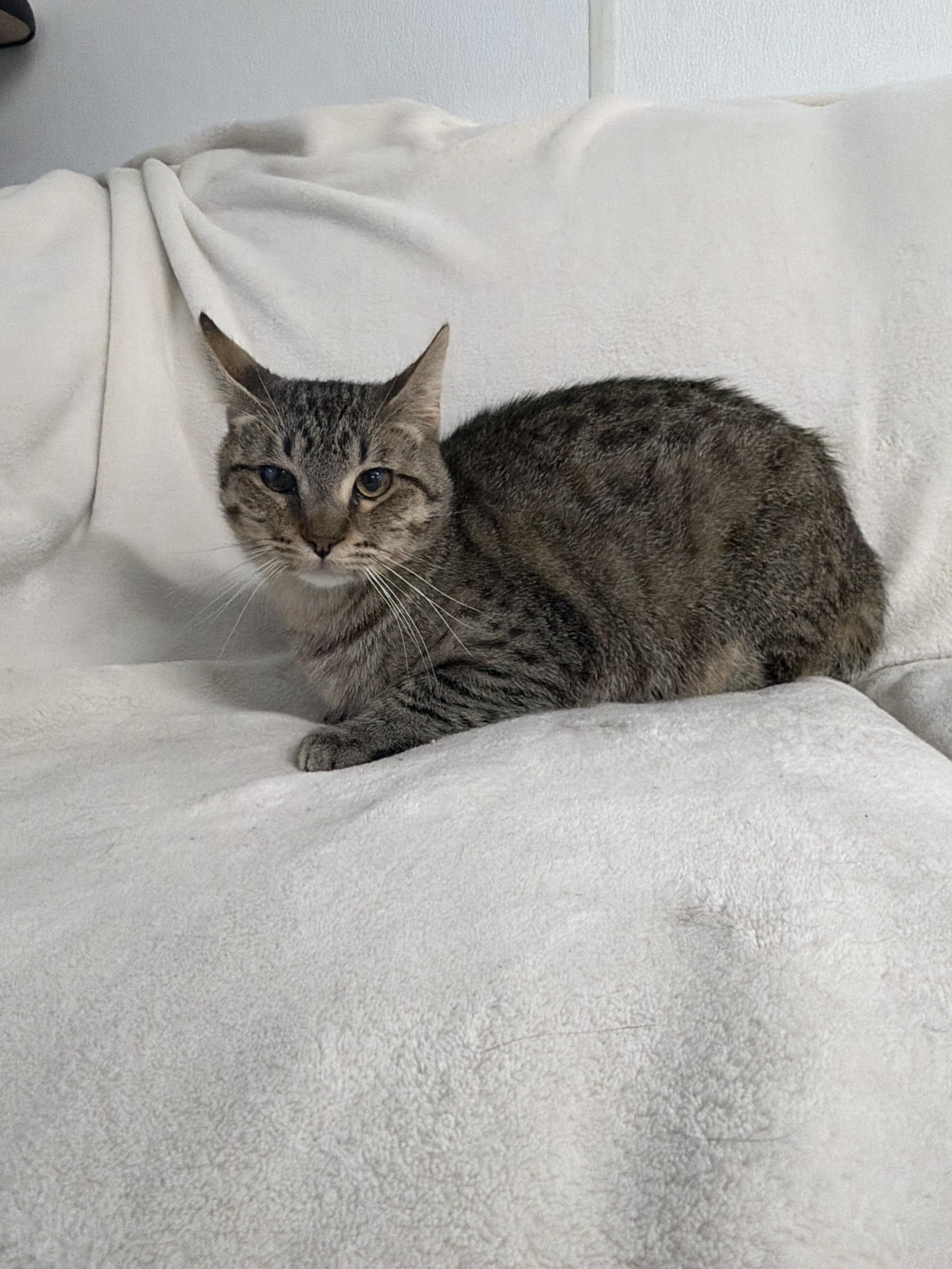Enlarge Axel, a Adoptable Domestic Short Hair in Auburn, NE image 4/6