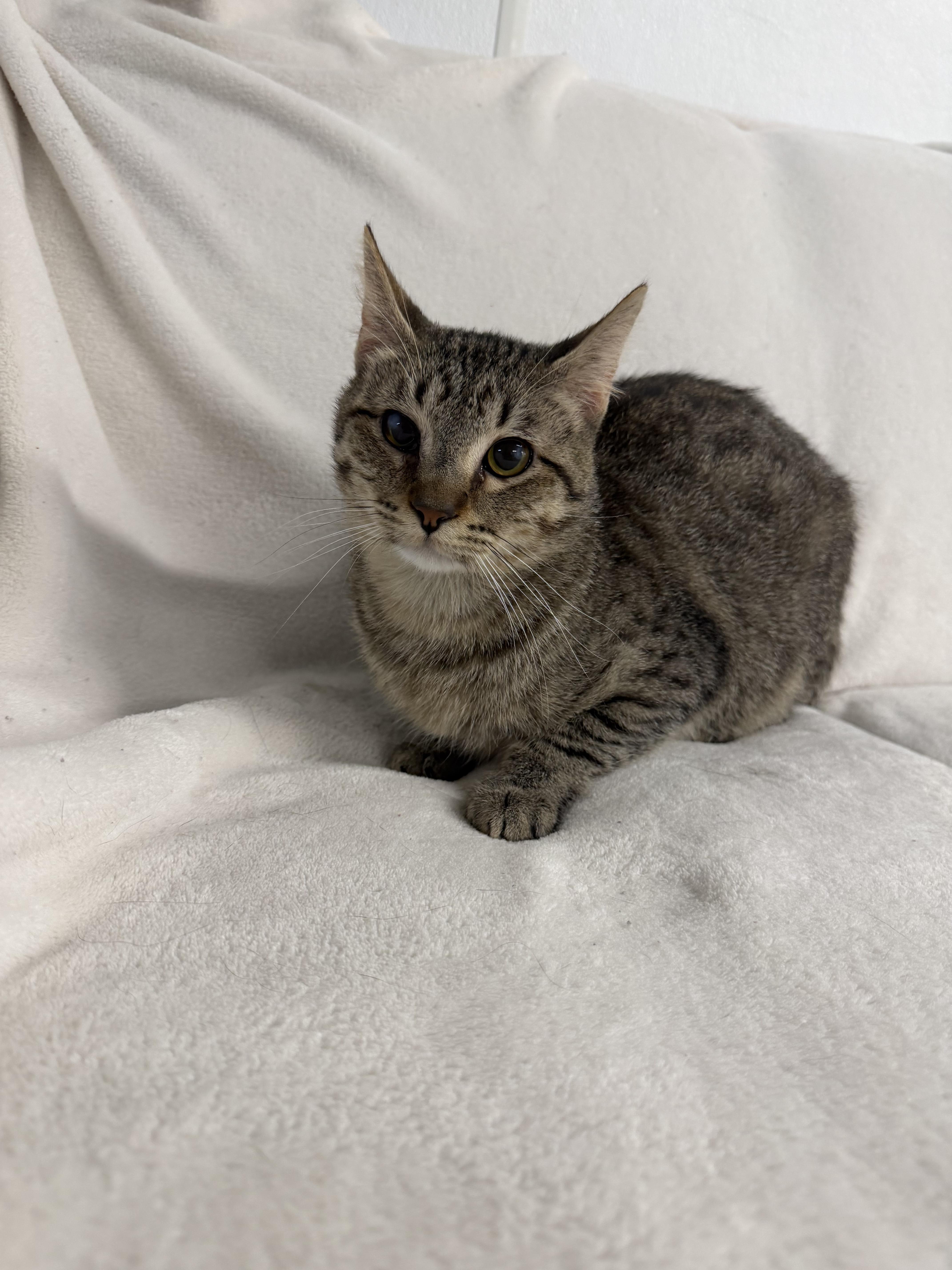 Enlarge Axel, a Adoptable Domestic Short Hair in Auburn, NE image 5/6