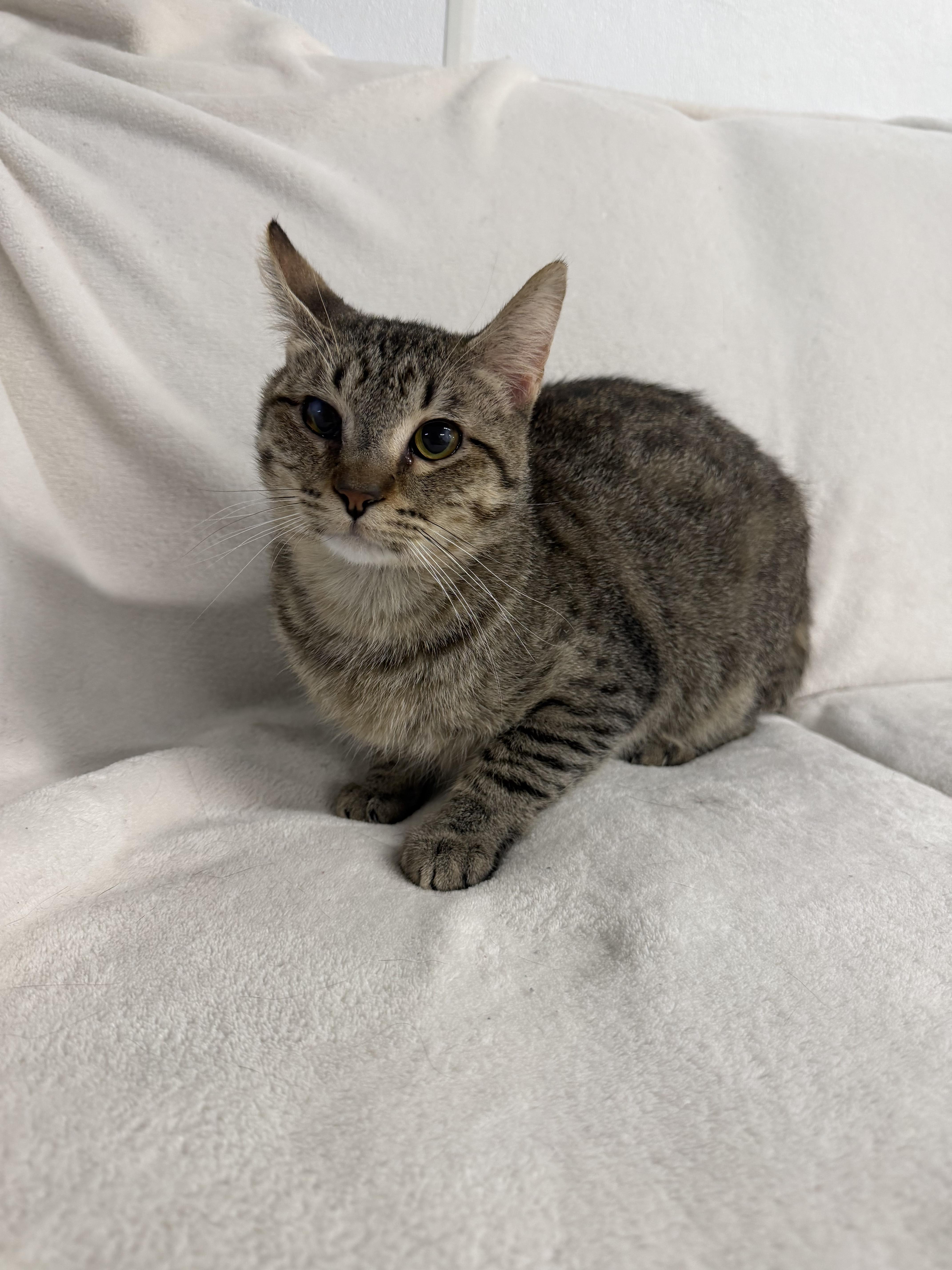 Enlarge Axel, a Adoptable Domestic Short Hair in Auburn, NE image 6/6