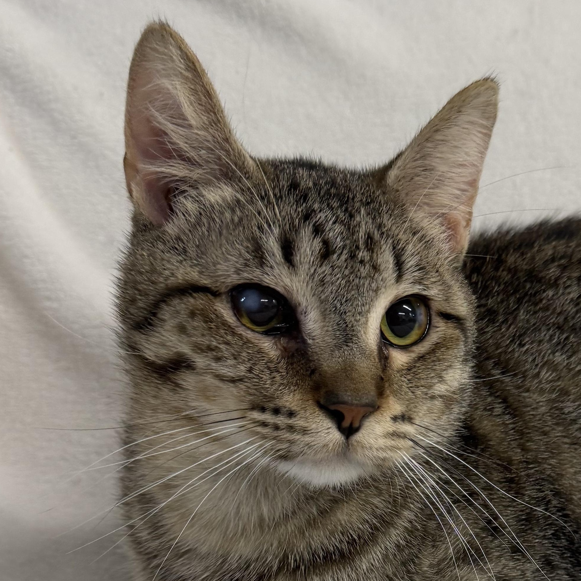 Axel, ADOPTABLE, Young Male Domestic Short Hair.