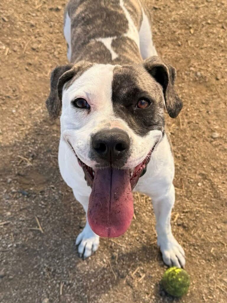 Harper, Adoptable, Young Female Pit Bull Terrier.