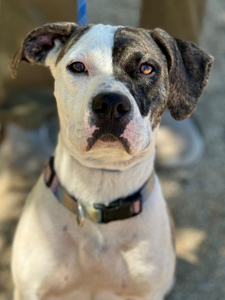 Harper, Adoptable, Adult Female Pit Bull Terrier.