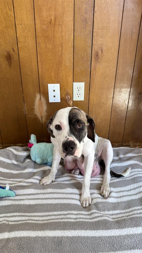 Enlarge Harper, a Adoptable Pit Bull Terrier in Tehachapi, CA image 3/3