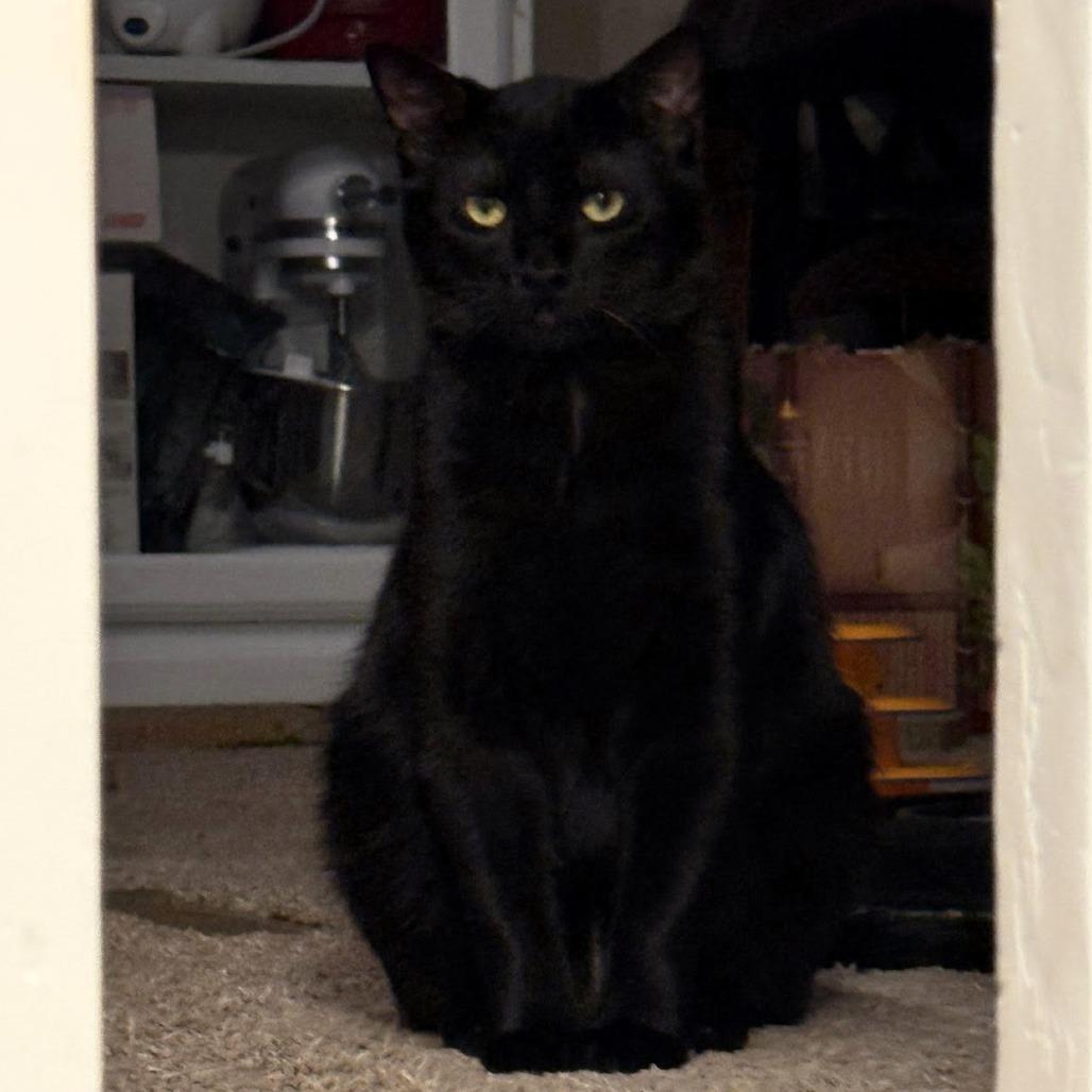 Enlarge Zambezi, a Adoptable Domestic Short Hair in Shawnee, KS image 1/6