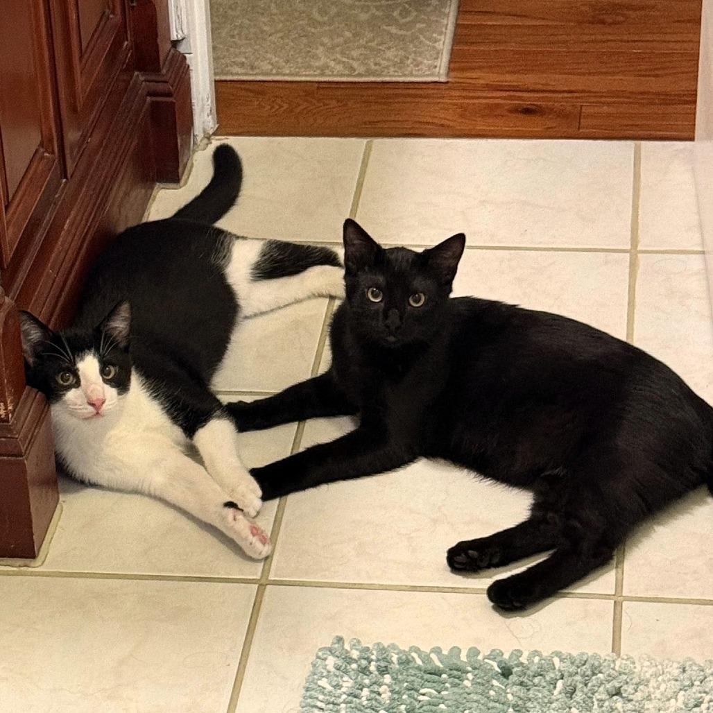 Zambezi, Adoptable, Young Male Domestic Short Hair.