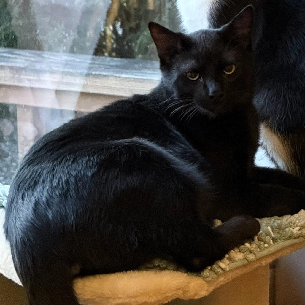 Enlarge Zambezi, a Adoptable Domestic Short Hair in Shawnee, KS image 3/6