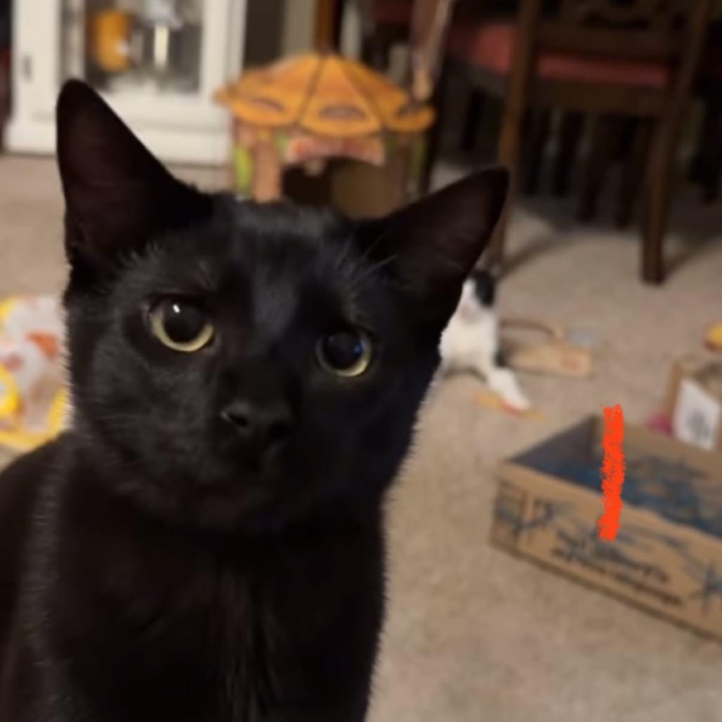 Enlarge Zambezi, a Adoptable Domestic Short Hair in Shawnee, KS image 4/6