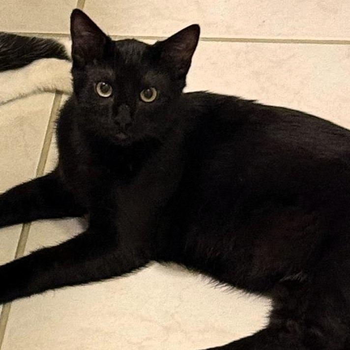 Enlarge Zambezi, a Adoptable Domestic Short Hair in Shawnee, KS image 5/6