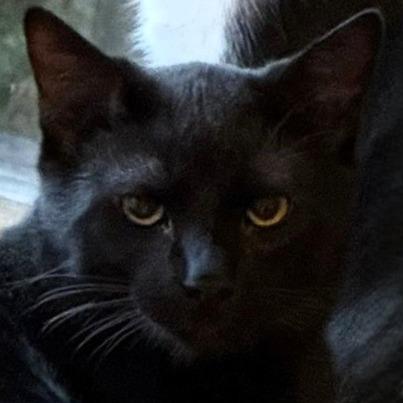 Zambezi, a Adoptable Domestic Short Hair in Shawnee, KS image 5/6