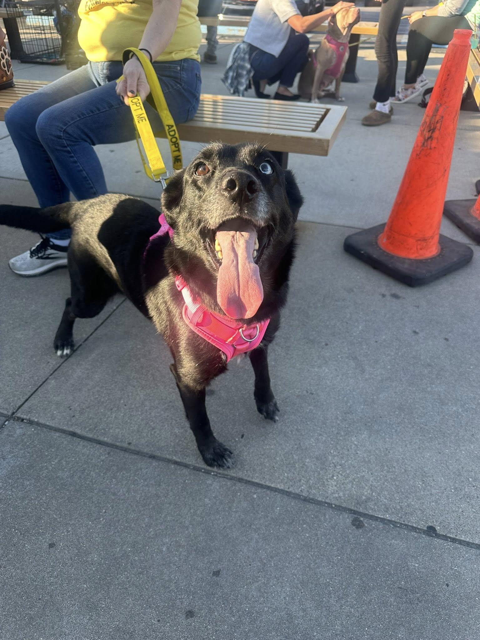 Enlarge Lola, a Adoptable mixed breed in Terre Haute, IN image 1/1
